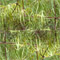 Thin Fingered Japanese Maple